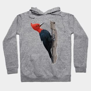 Magellanic woodpecker Hoodie